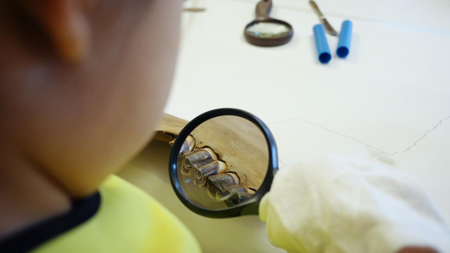 Barn kigger på dyreknogle gennem forstørrelsesglas