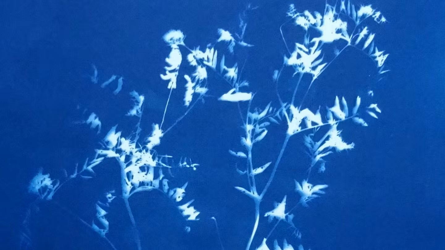 Cyantropi, stof, print, blå, blomster